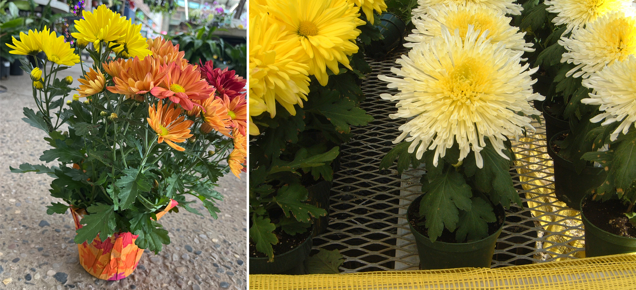 Color on the top of the florist mum canopy.